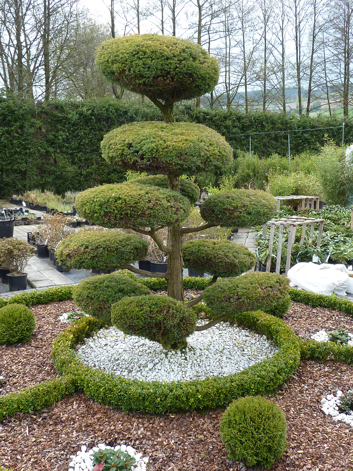 belles plantes de conifères de taille moyenne dans l'aménagement paysager d'un chalet d'été