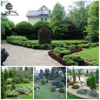 belles plantes de conifères de taille moyenne dans la conception paysagère d'un chalet d'été photo