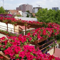 belles fleurs à l'intérieur du balcon sur les étagères exemple d'image