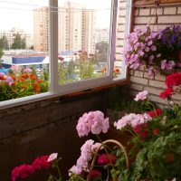 fleurs lumineuses sur le balcon sur les étagères photo intérieure