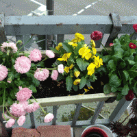 fleurs lumineuses à l'intérieur du balcon sur les étagères design photo