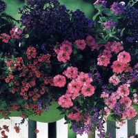 fleurs chics à l'intérieur du balcon sur la photo intérieure des linteaux