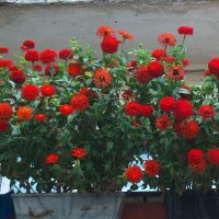 fleurs chics à l'intérieur du balcon sur la photo intérieure de whatnots