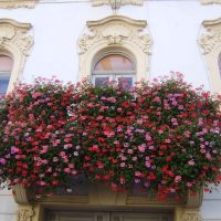 fleurs lumineuses sur le balcon sur les étagères photo intérieure