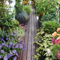 belles fleurs à l'intérieur du balcon sur l'image des sauteurs