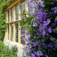 beaux conifères de taille moyenne dans l'aménagement paysager d'un chalet d'été photo