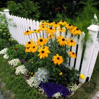 grandes fleurs de conifères sous-dimensionnées dans l'aménagement paysager d'un chalet d'été