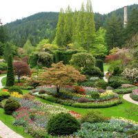 belles plantes de conifères de taille moyenne dans la conception paysagère d'un chalet d'été photo