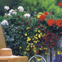 belles fleurs à l'intérieur du balcon sur les étagères exemple d'image