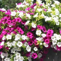 fleurs chic sur le balcon sur les linteaux design picture