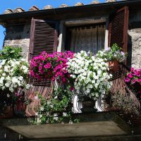 belles fleurs à l'intérieur du balcon sur les étagères sample photo