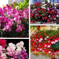 fleurs lumineuses à l'intérieur du balcon sur l'image des cavaliers