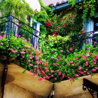 belles fleurs sur le balcon sur les étagères design picture