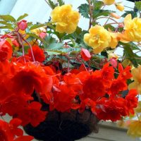 fleurs chics à l'intérieur du balcon sur les étagères photo intérieure