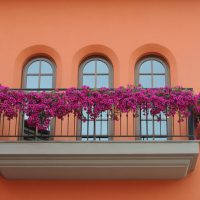 fleurs chic sur le balcon sur les étagères design photo