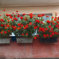 fleurs chic à l'intérieur du balcon sur les étagères design photo
