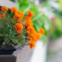 belles fleurs à l'intérieur du balcon sur les étagères photo intérieure