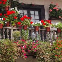 belles fleurs à l'intérieur du balcon sur la photo intérieure des linteaux