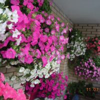 fleurs chic sur le balcon sur les étagères design photo