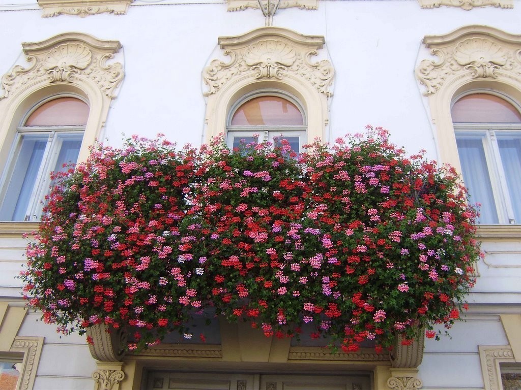 fleurs lumineuses sur un balcon sur quoi de neuf