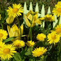 photo de petites fleurs magnifiques en chapelet