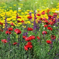grandes fleurs inhabituelles dans le paysage de la maison d'été photo