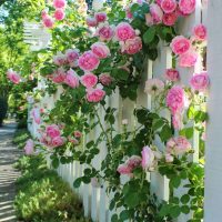 photo de fleurs magnifiques