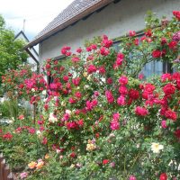 grandes belles fleurs dans la conception de paysage d'une maison de campagne photo