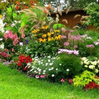 photo de petites fleurs inhabituelles dans des chalets paysagers