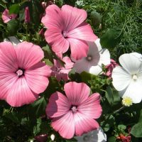 photo de petites fleurs lumineuses en chapelet