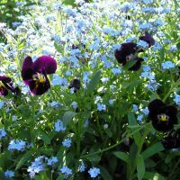 chapelet grand beau fleurs aménagement paysager