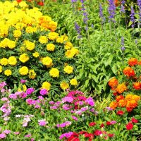 grandes fleurs lumineuses dans la photo de conception de paysage