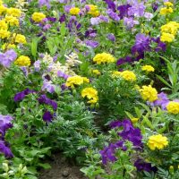 petites fleurs inhabituelles dans des parterres de fleurs design de paysage photo