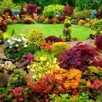 photo de grandes fleurs inhabituelles de chapelet d'aménagement paysager