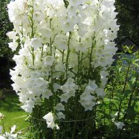 petites fleurs lumineuses dans l'aménagement paysager du chalet