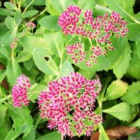 petites fleurs lumineuses dans la photo de conception de paysage