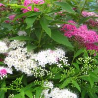 photo de petites fleurs lumineuses dans l'aménagement paysager de lits de fleurs