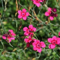 photo de petites fleurs magnifiques en paysages paysagers