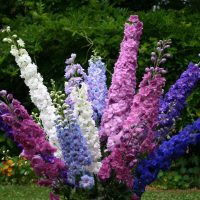 petites fleurs inhabituelles dans l'aménagement paysager d'une maison de campagne photo