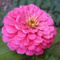 photo de petites fleurs légères dans l'aménagement paysager du chapelet