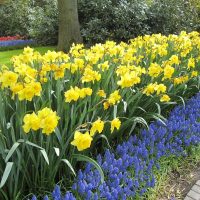grandes fleurs inhabituelles dans la photo de chalets d'aménagement paysager