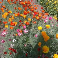 photo de petites fleurs lumineuses dans l'aménagement paysager de lits de fleurs