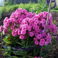 photo de chapelet de petites fleurs lumineuses