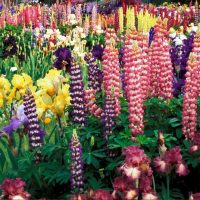 grandes belles fleurs dans la conception du paysage de la maison