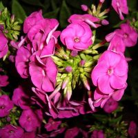 grandes fleurs lumineuses dans la conception de paysage d'une image de maison de campagne