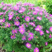 photo de petites fleurs magnifiques dans le paysage de la maison