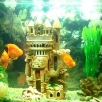 variante du design inhabituel de la photo d'aquarium