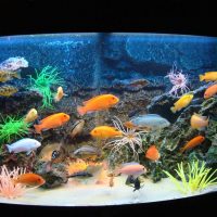 variante d'une belle décoration d'une maison aquarium photo