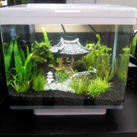l'idée d'une belle décoration de l'aquarium photo