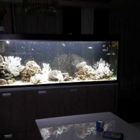 option décoration lumineuse aquarium photo